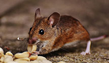 24 Hour & Emergency Exterminators in Federal Way, WA